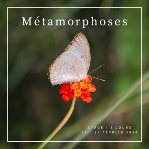 STAGE MÉTAMORPHOSES - 3 JOURS